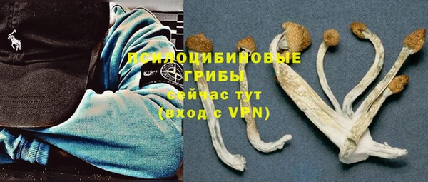 шишки Арсеньев